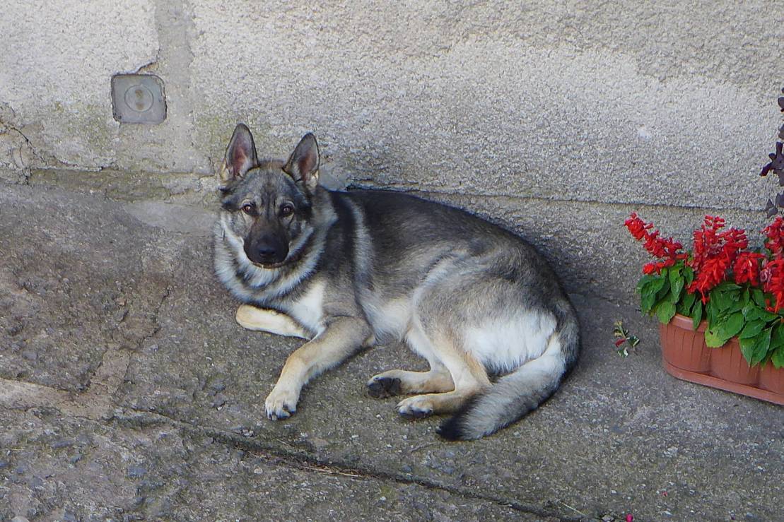 2018-07-13  Stříbrný orel  W015