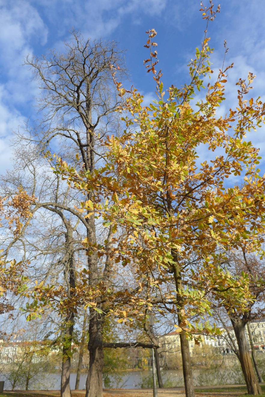 2018-11-18  Střelecký ostrov  W014