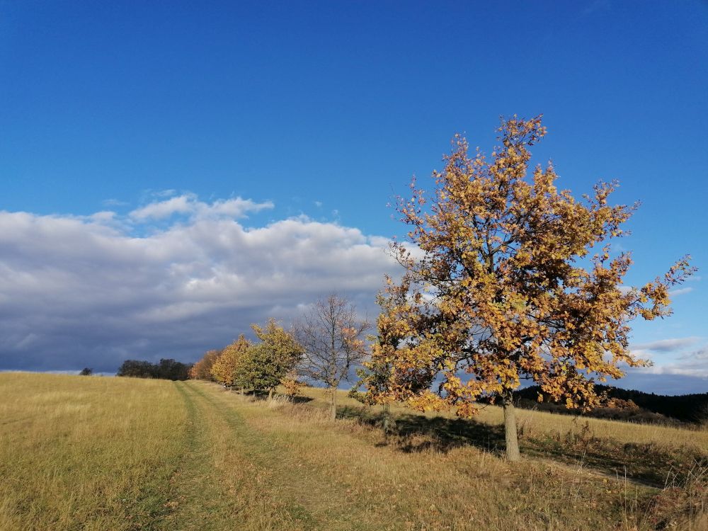 2023-11-12  Jílovské Pepření  W020